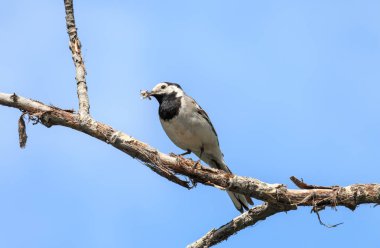 Çeşitli böcekler Gaga ile Beyaz Kuyruksallayan (Motacilla alba). Küçük bir kuş ile çürük dal üzerinde tıraşlama siyah boğaz ile arka plan mavi gökyüzünde temizleyin.
