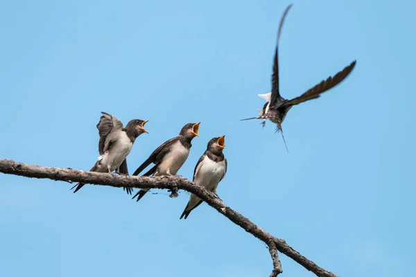 Rondine Granaio Hirundo Rustica Nutre Pulcini Madre Vola Nutrire Tre — Foto Stock