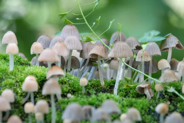 緑の苔と羊飼いの財布の茎に小さな薄いキノコのグループ 夏の森で細い茎と小さな毒キノコ — ストック写真