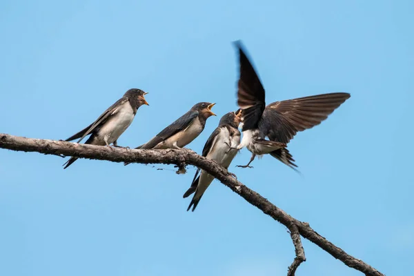 Scheunenschwalbe Hirundo Rustica Küken Füttern Mutter Legt Futter Den Weit — Stockfoto