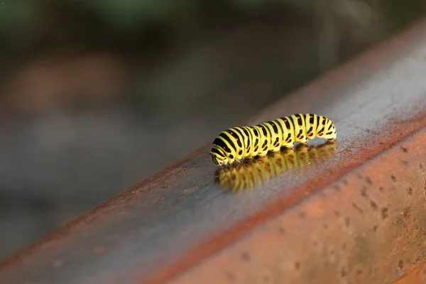 Old World Swallowtail Papilio Machaon Caterpillar Crawls Rusty Rail Beautiful — Stock Photo, Image