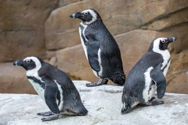 Üç Afrika penguenler farklı yönlere bakıyor. Jackass penguen veya kara ayaklı penguen (Spheniscus demersus) siyah ayak, pembe bezleri gözler, kalın siyah şerit ve benzersiz siyah noktalar yukarıda göğüs vardır.