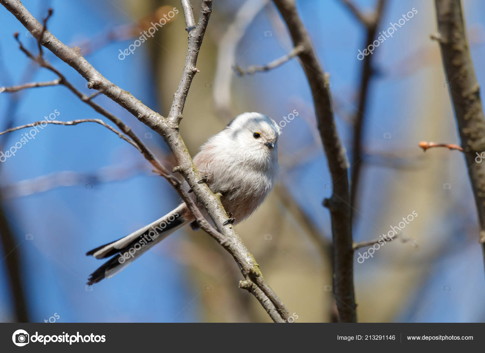 Mésange Longue Queue Sange Buissonniã Aegithalos Caudatus