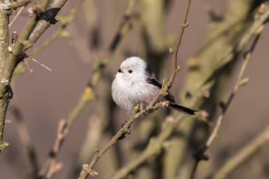 Uzun kuyruklu baştankara veya arka plan bulanık şubeleri ile dal üzerinde tıraşlama bushtit (Bayağı uzunkuyruk). Bir kısa Gaga ve dar uzun kuyruklu küçük ışık kuş.