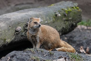 Close-up portrait of yellow mongoose (Cynictis penicillata) with blurred log in background. Red meerkat is cute furry predator with reddish pelage. clipart
