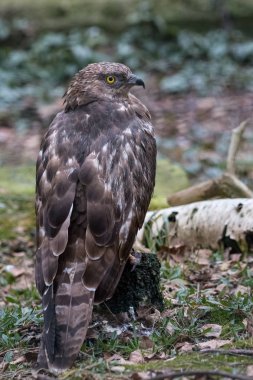 Avrupa arı şahini (Pernis apivorus) da ortak pern bilinen portresi. Sarı gözlü bir güdük üzerinde oturan yırtıcı güzel kuş.