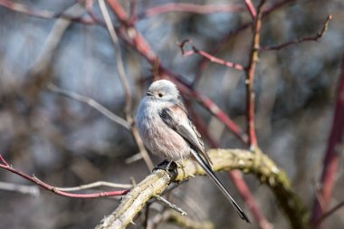 Uzun kuyruklu baştankara veya ağaç dalı ile arka plan bulanık tıraşlama bushtit (Bayağı uzunkuyruk). Bir kısa Gaga ve dar uzun kuyruklu küçük ışık kuş.