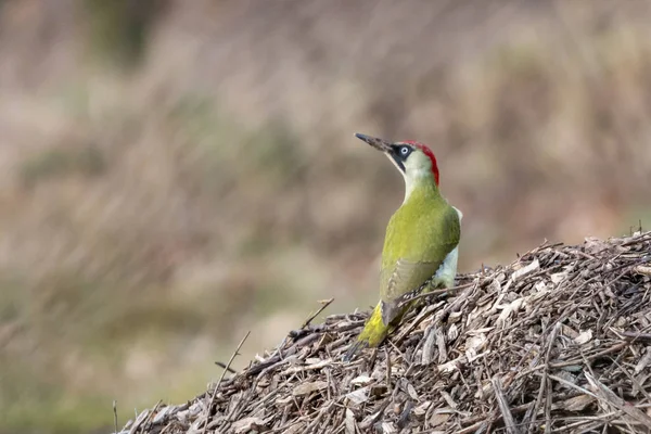 European Green Woodpecker Picus Viridis Female Sitting Heap Wood Chips — Stock Photo, Image