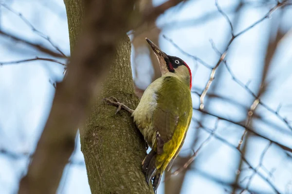 Европейский Зеленый Древолаз Picus Viridis Самец Сидящий Зеленом Стволе Дерева — стоковое фото