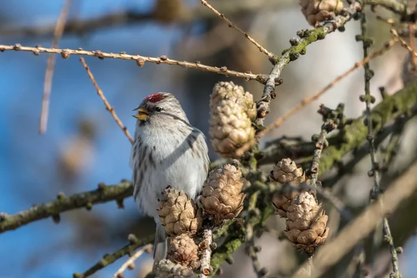 Redpoll Comune Acanthis Flammea Appollaiato Ramoscello Larice Con Coni Piccolo — Foto Stock