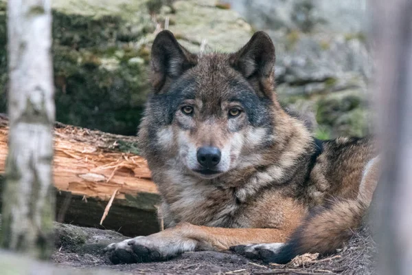 被写体の背景に灰色オオカミ Canis Lupus のクローズ アップの肖像画 美しいプレデター木材または地面に横たわって西部の狼 — ストック写真