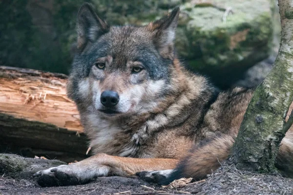 Close Πορτρέτο Της Γκρι Λύκο Canis Lupus Θολή Φόντο Όμορφη — Φωτογραφία Αρχείου