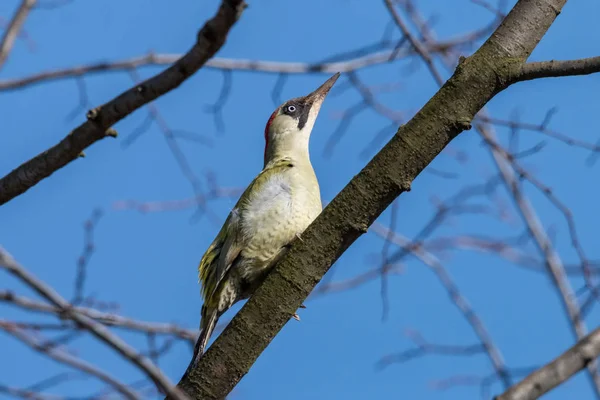 European Green Woodpecker Picus Viridis Female Perching Tree Branch Clear — Stock Photo, Image