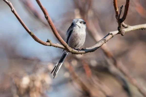 Stjärtmes Eller Stjärtmes Aegithalos Caudatus Sittande Trädgren Med Suddig Bakgrund — Stockfoto