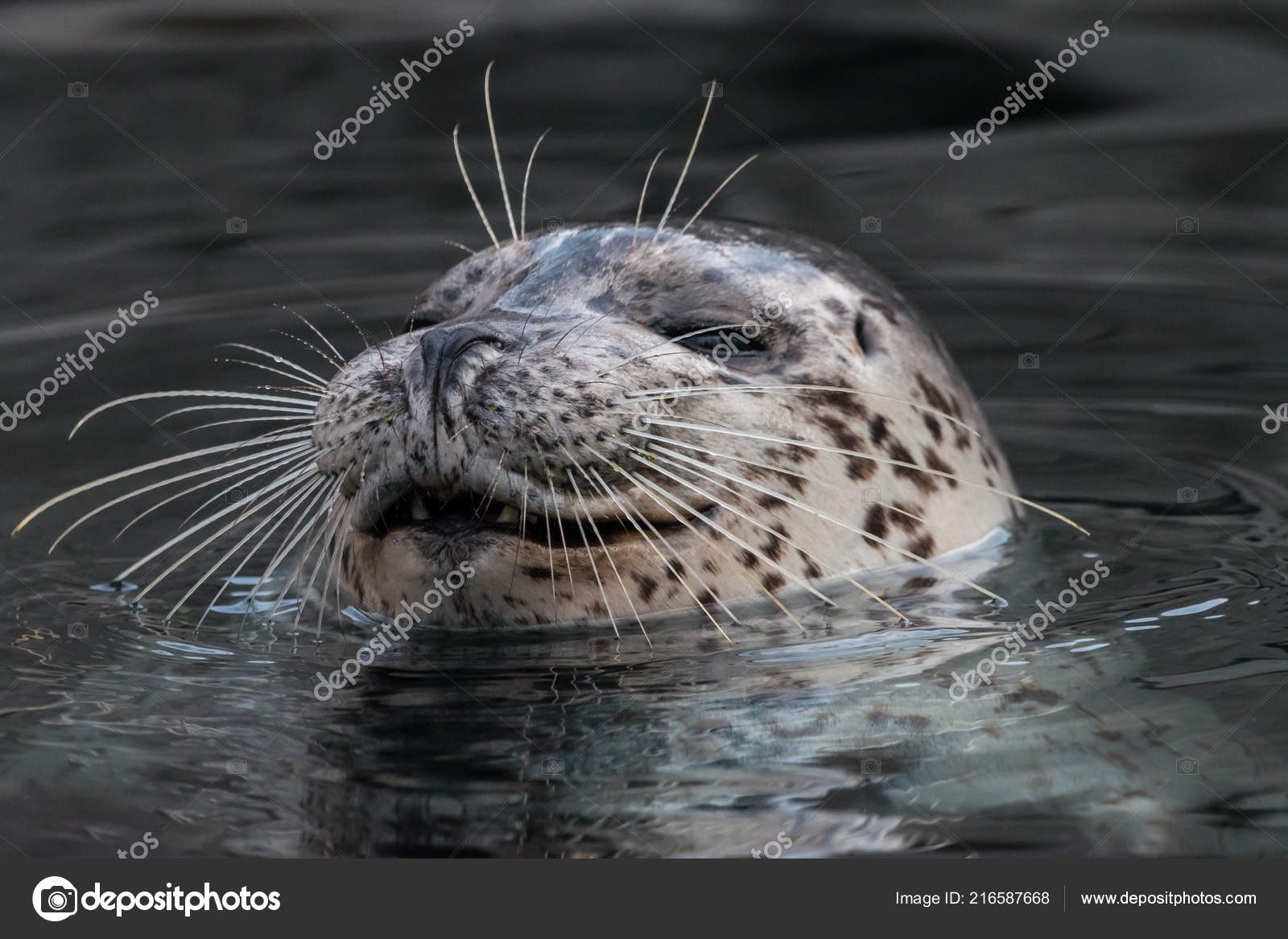Smiling Common Seal Water Close Portrait Harbor Seal Phoca Vitulina Stock  Photo by ©Tashabubo 216587668