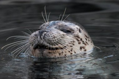 Smiling common seal in the water. Close-up portrait of Harbor seal (Phoca vitulina) with sly smile. Cute marine animal with funny face. clipart