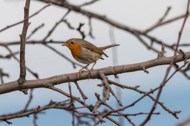 Beyaz arka plan için mavi ile Avrupa robin (Erithacus rubecula) ağaç arasında tıraşlama dalları. Turuncu meme ve yüz ile küçük kahverengi ötücü kuş. Yaban hayatı sahne doğadan, Çek Cumhuriyeti.