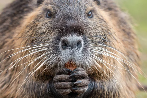 Közeli Portréja Felnőtt Nutria Myocastor Coypus Rágás Répa Szőrös Barna — Stock Fotó