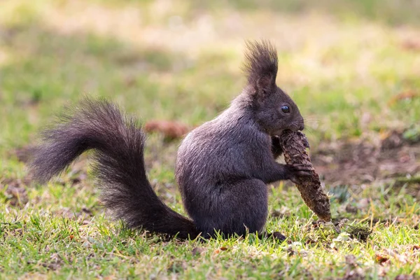 Eurasian red squirrel (Sciurus vulgaris) sitting on green grass with fir cone in paws. Dark brown colored rodent with fluffy tail and ear-tufts.