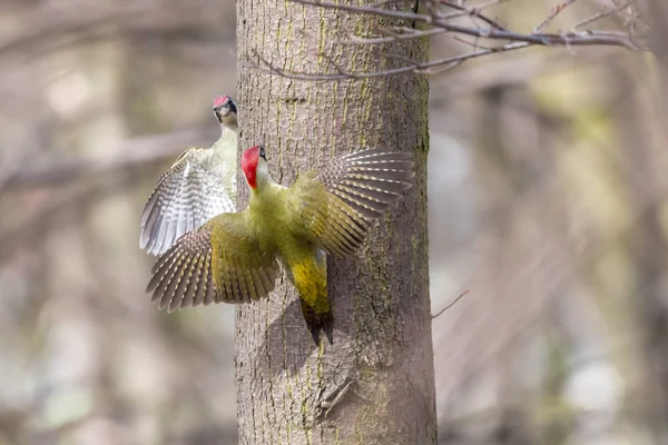 Confrontation between two birds. European green woodpeckers (Picus viridis), females, perching with spread wings opposite one another on tree trunk with blurred background.