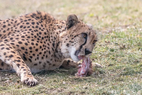 Cheetah Acinonyx Jubatus Comiendo Carne Fresca Hierba Hermoso Gato Grande —  Fotos de Stock