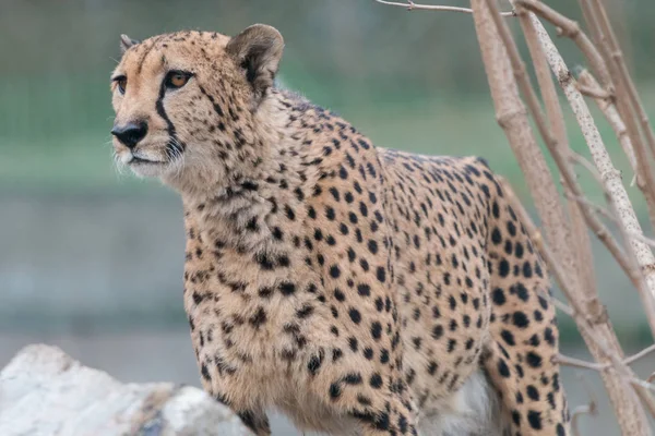 Cheetah (Acinonyx jubatus) on blurred green background. Beautiful big cat with spotted pelage and black tear-like streaks on the face.