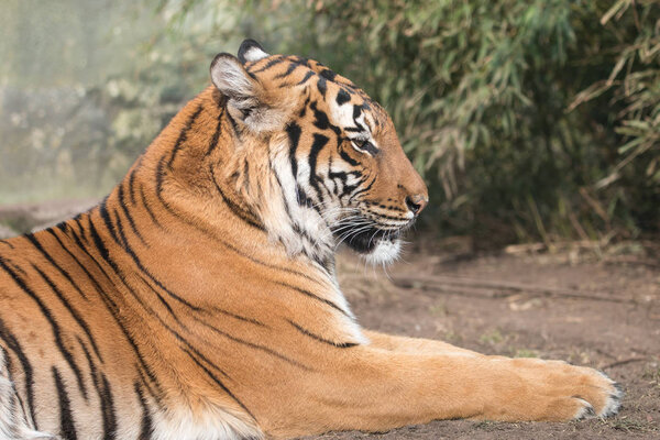 Portrait of lying Malayan tiger (Panthera tigris) with blurred green background. Beautiful big cat with black stripes on orange pelage.