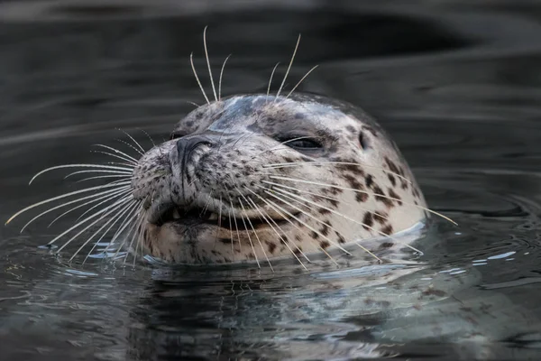 Smiling Common Seal Water Close Portrait Harbor Seal Phoca Vitulina — Stock Photo, Image
