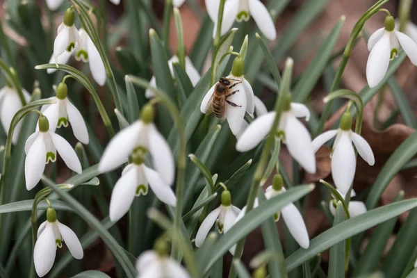 Méhek Gyönyörű Fehér Virág Bee Ült Közös Hóvirág Galanthus Nivalis — Stock Fotó