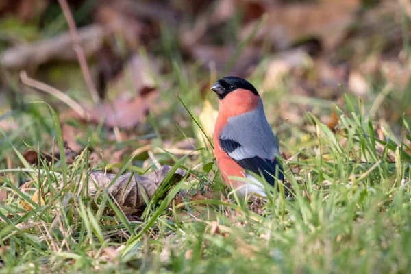 Yeşil çim oturan Avrasya veya ortak şakrak kuşu (Pyrrhula pyrrhula). Kırmızı songbird, Erkek, siyah kap ve yüzü ile.