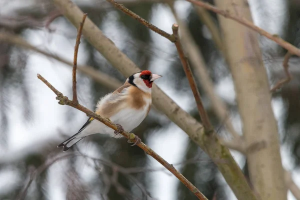 Cardellino Europeo Carduelis Carduelis Appollaiato Ramoscello Con Rami Sfocati Sullo — Foto Stock