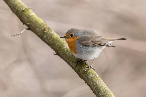 European Robin Erithacus Rubecula Perching Tree Branch Blurred Background Small — Stock Photo, Image