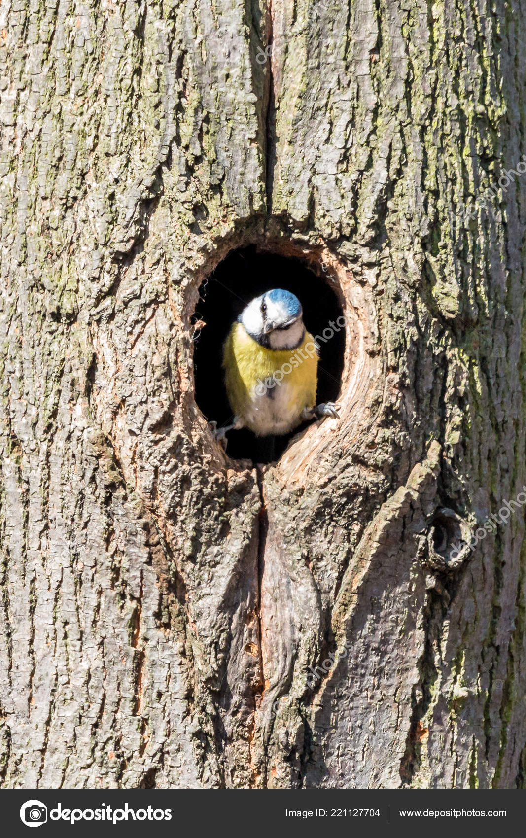 Bird Nest In Tree Hole