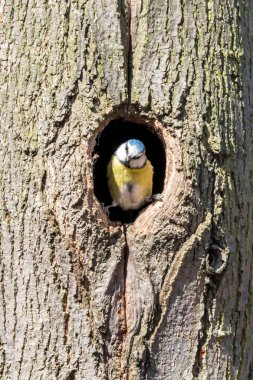 Avrasya mavi baştankara iç içe geçmiş delikten Ağaç gövdesinde arıyorum. Cyanistes caeruleus mavi kap, beyaz yanak ve sarı meme ile küçük bir kuş türüdür.