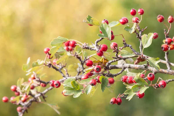 緑背景をぼかした写真にサンザシの赤い実の枝秋の Whitethorn の熟した赤いチョウヒ — ストック写真