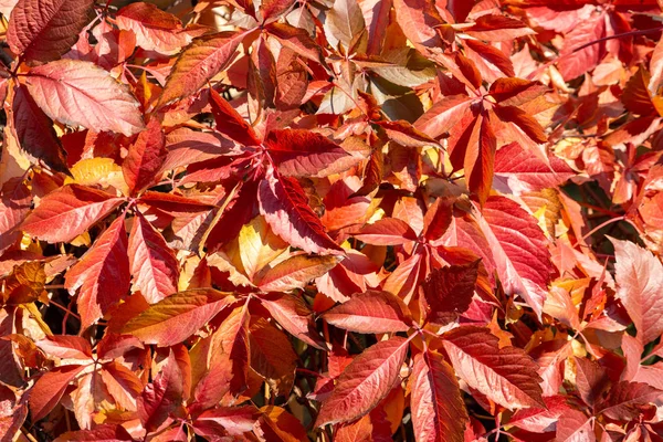 Autumn pattern from red-colored leaves of wild grapes. Virginia creeper or Victoria creeper or five-leaved ivy in fall season.