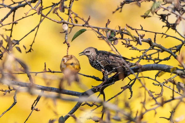 Europäischer Star Frisst Reife Birne Mit Leuchtend Gelbem Hintergrund Gemeiner — Stockfoto