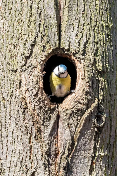 Eurasian Blue Tit Looking Out Nesting Hole Tree Trunk Cyanistes — Stock Photo, Image