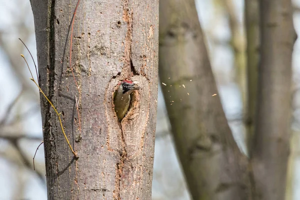 European Green Woodpecker Throws Out Sawdust Nest Hole Picus Viridis — Stock Photo, Image