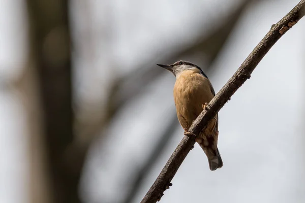 Eurasian Nuthatch Perching Branch Blurred Tree Background Wood Nuthatch Sitta — Stock Photo, Image