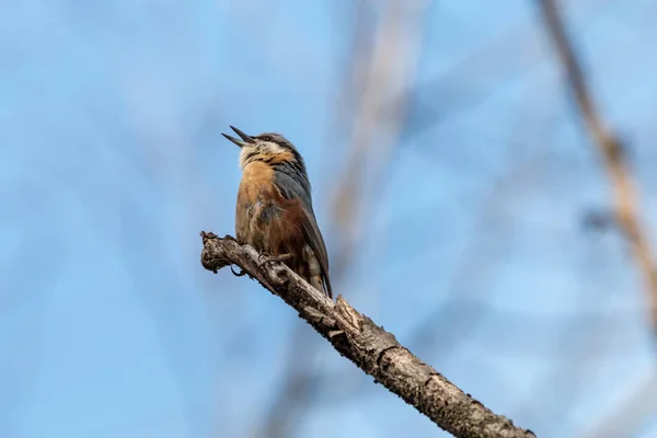 Eurasian Nuthatch Singing Open Beak Tree Branch Blue Sky Wood — Stock Photo, Image