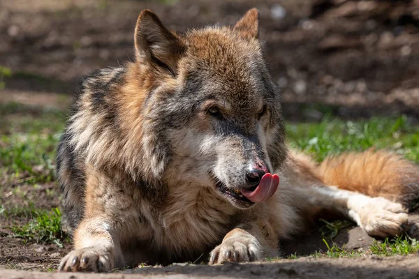 古い灰色オオカミは ピンク色の斑点と鼻を舐めています 美しい毛皮のような捕食者西部またはタイリクオオカミ Canis Lupus 地面に横たわって — ストック写真