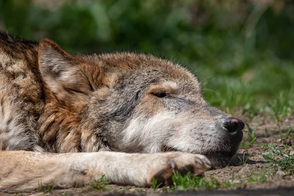 目で地面に横たわって眠っている灰色オオカミのクローズ アップの肖像画が閉じられます 高齢者の木材またはぼやけて背景が緑色の西部のオオカミ Canis Lupus — ストック写真