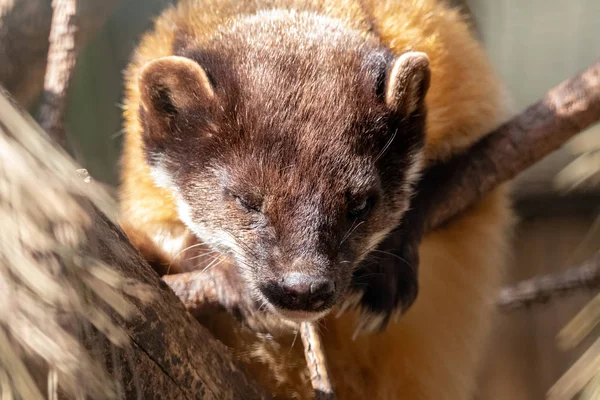 Kuning Throated Marten Berbaring Cabang Pinus Dengan Satu Mata Menyempit — Stok Foto