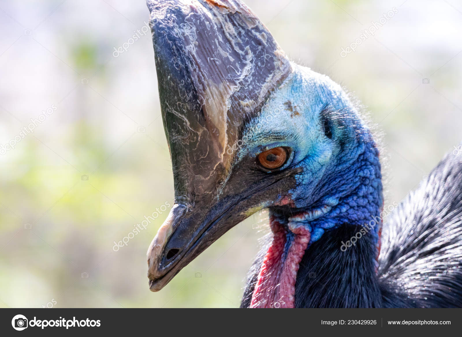 wallpapers Cassowary Large Australian Bird depositphotos