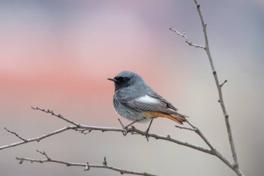 İnce dalı tıraşlama kara kızılkuyruk kuş. Karakuyruk veya siyah redtail (Phoenicurus ochruros), erkek. Turuncu kuyruk ve dal ışık arka plan bulanık ile oturan siyah yüzü ile şirin gri kuş.