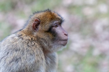Profil portresi Barbary makak üzerinde arka plan bulanık. Barbary ape veya yana doğru seyir magot (Macaca sylvanus). Sarımsı-kahverengi koyu pembe yüz ile gri maymun için.