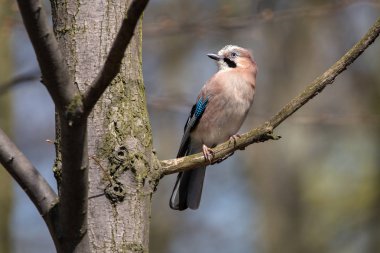 Ağaç dalı ormandaki tıraşlama Jay. Bayağı alakarga (Garrulus glandarius) güzel hafif kırmızımsı kahverengi kuş kanatları ve siyah bıyık şerit mavi tüyleri ile.