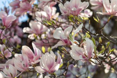Uçan daire Manolya pembe çiçekler. Güneşli bahar gününde çiçek açan Manolya soulangeana taze yeşil yaprakları.