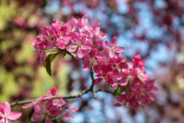 Çiçek açan elma ağacı dalı. Mavi ve yeşil arka plan bulanık üzerinde pembe çiçekler baharda doymuş.